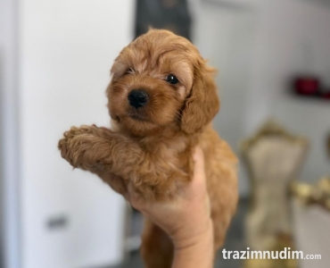 Goldendoodle prelepi štenci