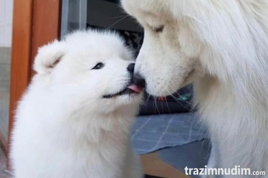 samojed-stenci-slika-257999207