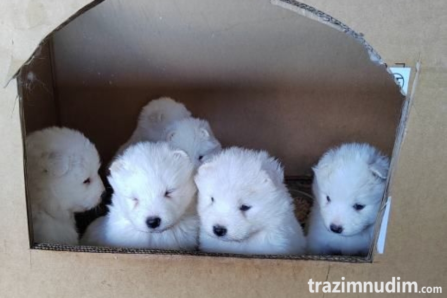 samojed-stenci-slika-257999215