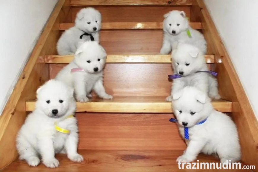 samojed-stenci-slika-258277158
