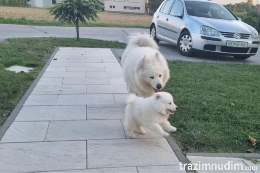 samojed-stenci-slika-258431404