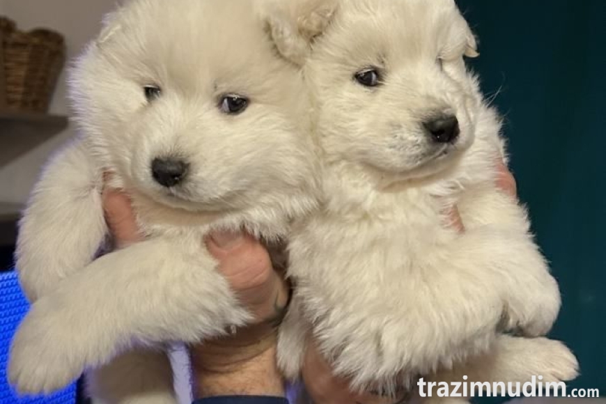 samojed-stenci-slika-261852826