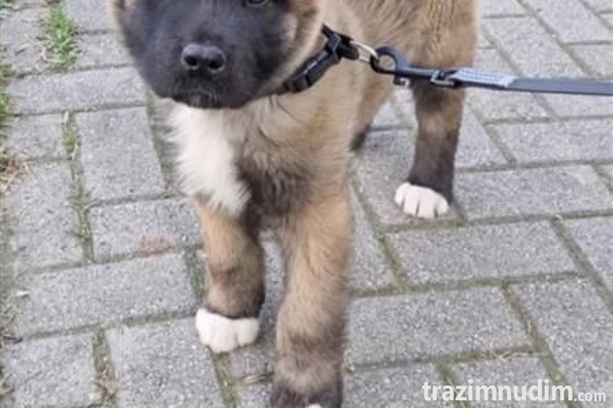 akita (1)