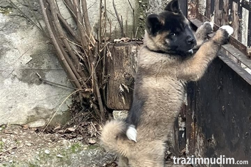 akita (2)