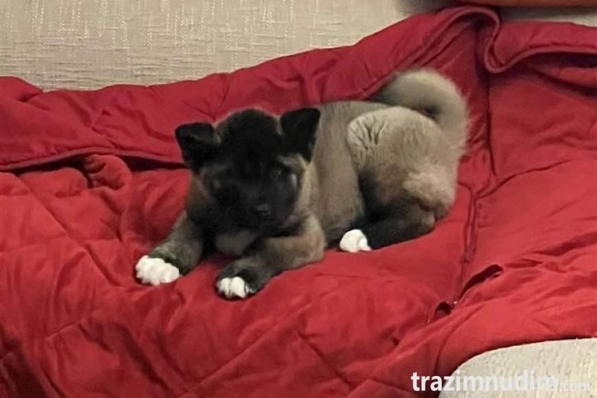 akita (3)