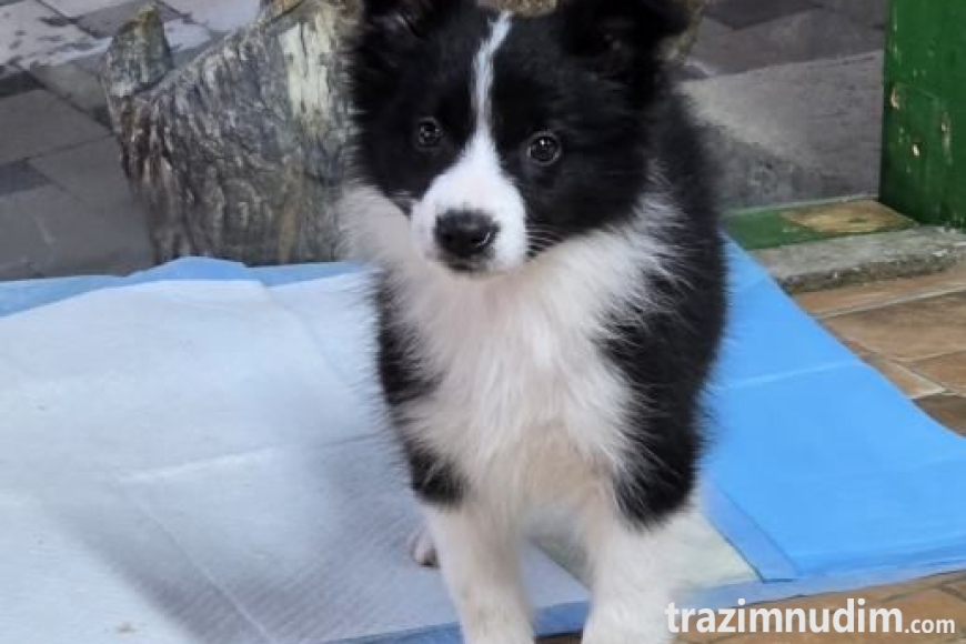 border-collie-stenci-slika-265319720