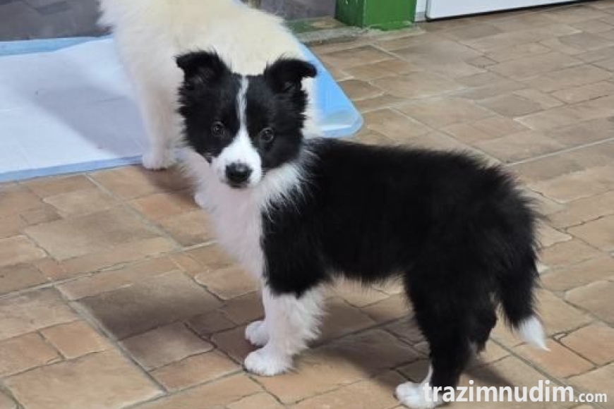 border-collie-stenci-slika-265319723