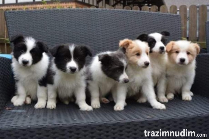border-collie-stenci-slika-265319889