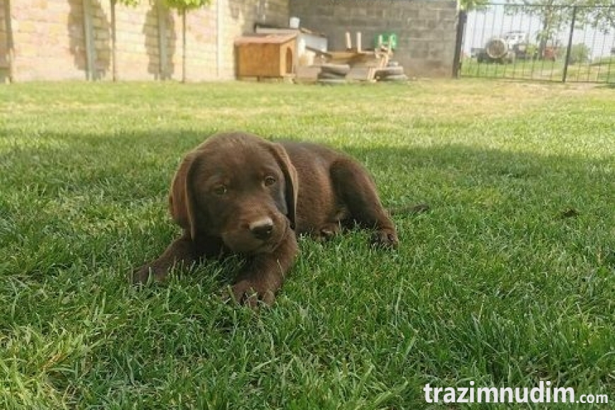 1labradorG0526