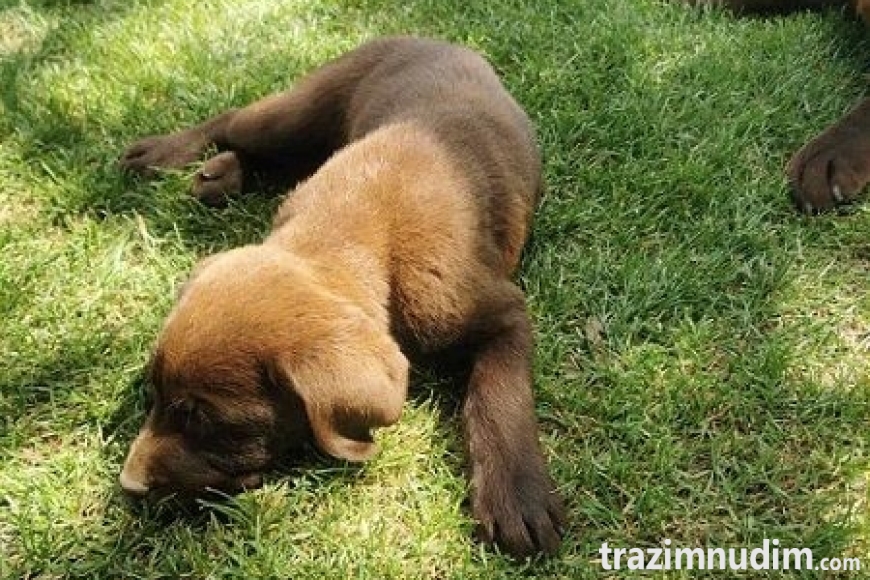 2labradorG0526