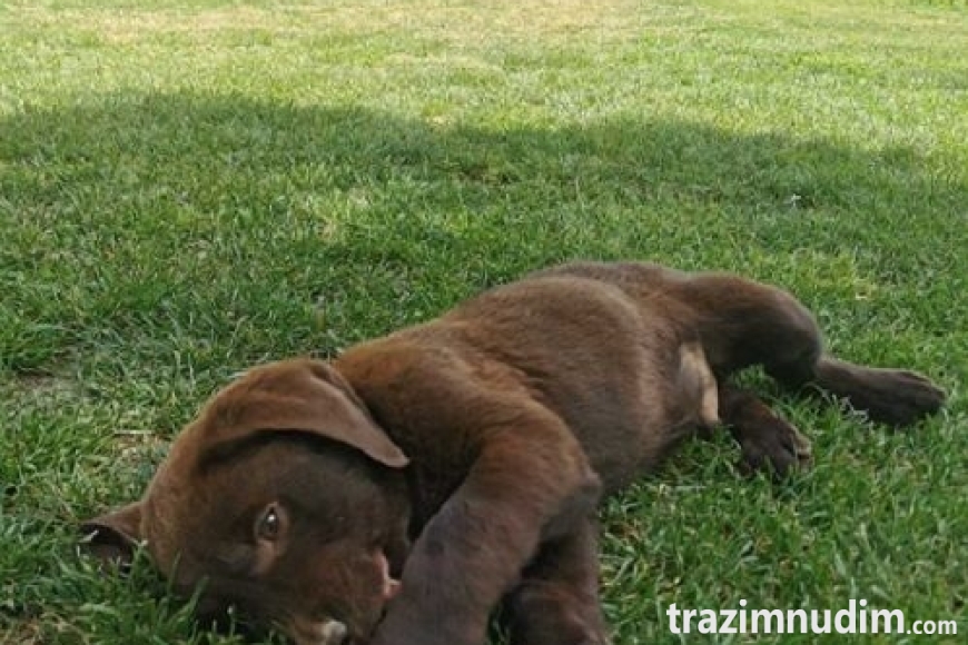 3labradorG0526