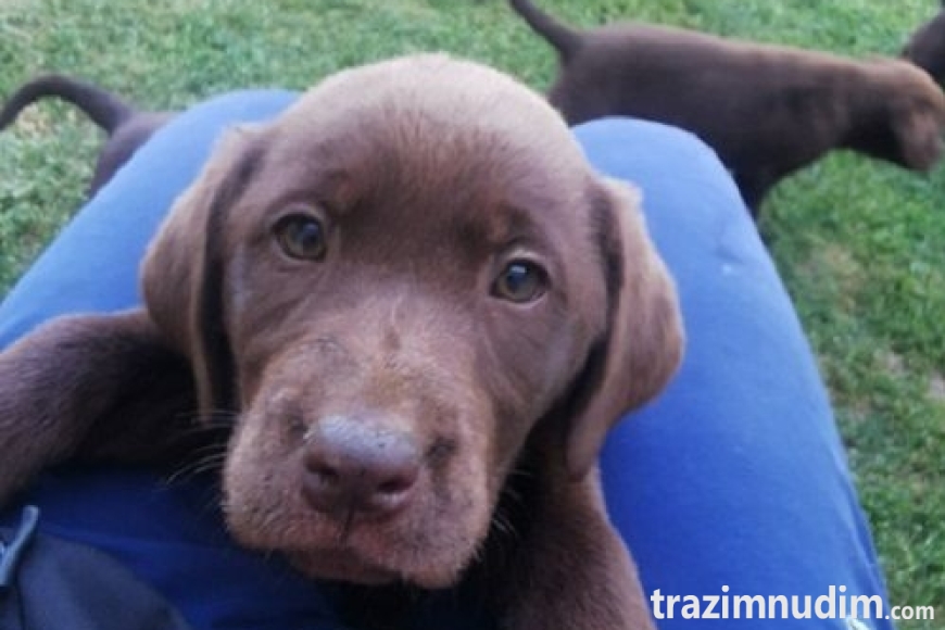 4labradorG0526