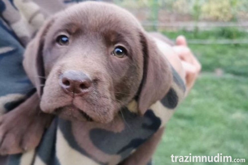5labradorG0526