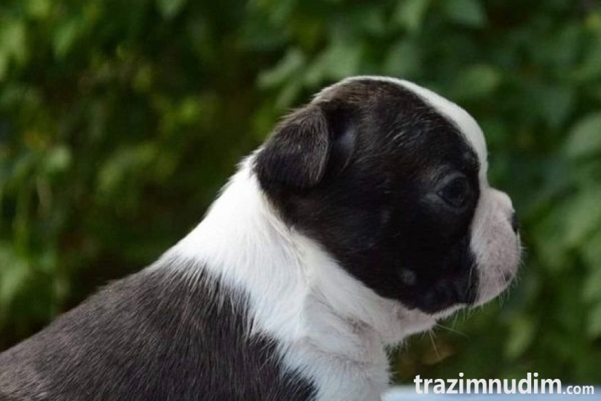 2 boston terijer S0526