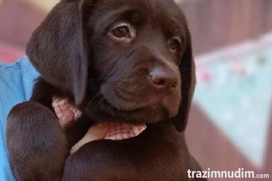 2 labradorM0526