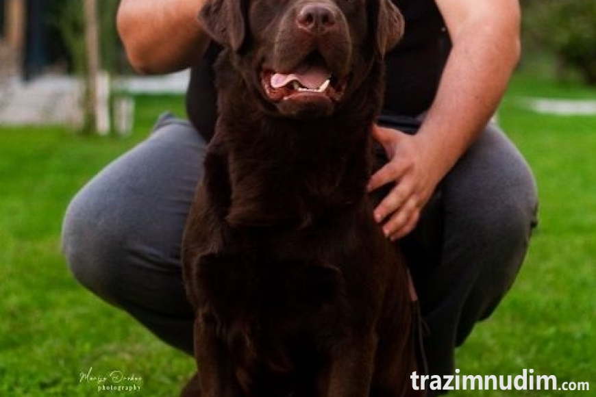 4 labradorM0526