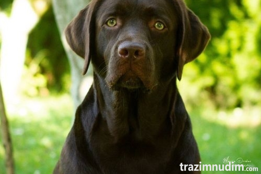 5 labradorM0526