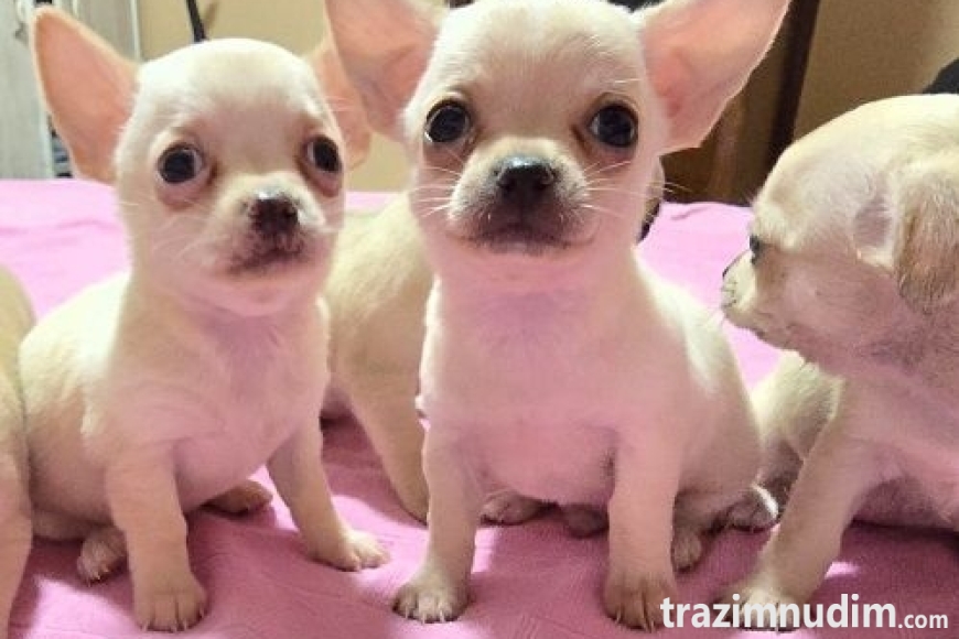 2 chihuahuaB0526