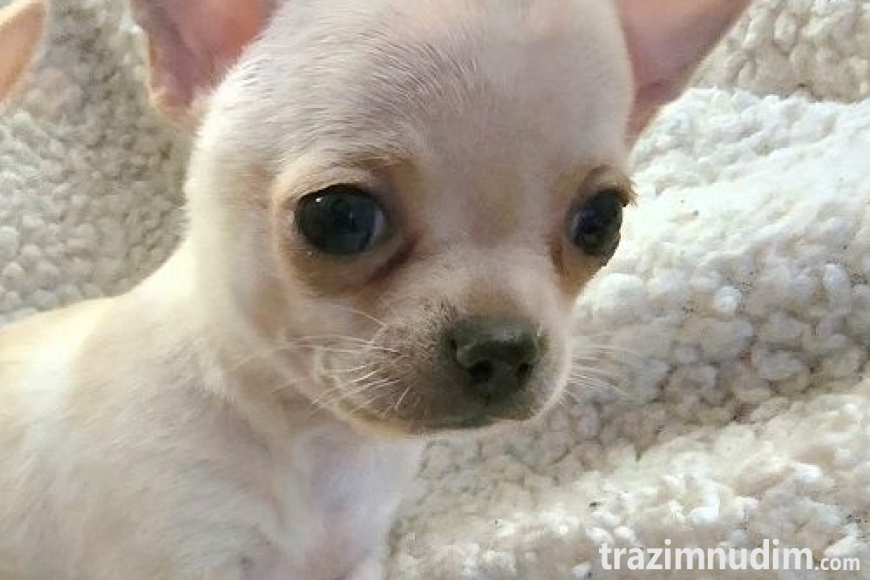 3 chihuahuaB0526