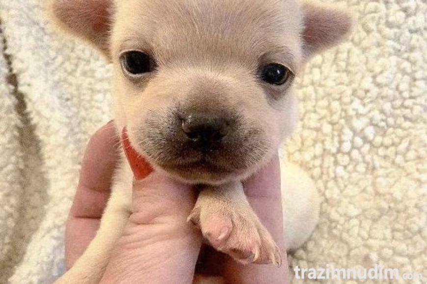 4 chihuahuaB0526