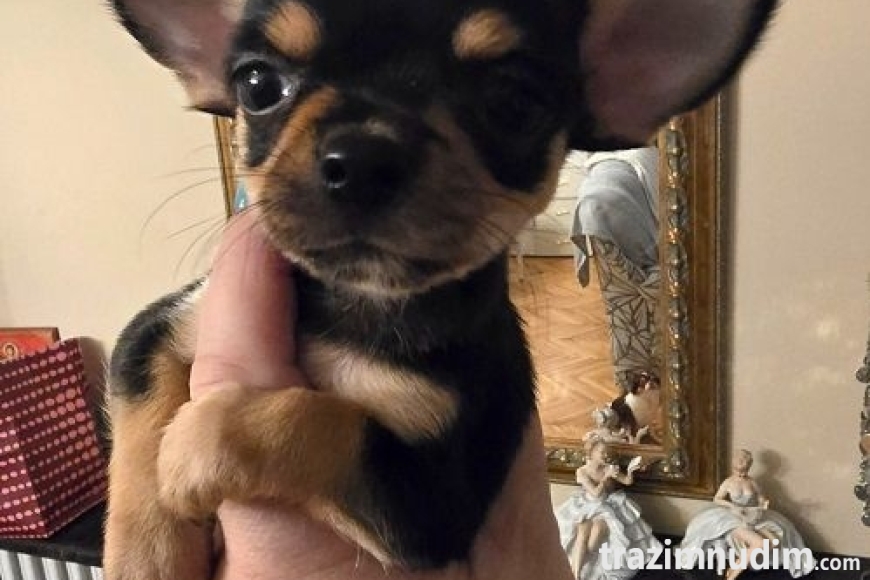 6 chihuahuaB0526