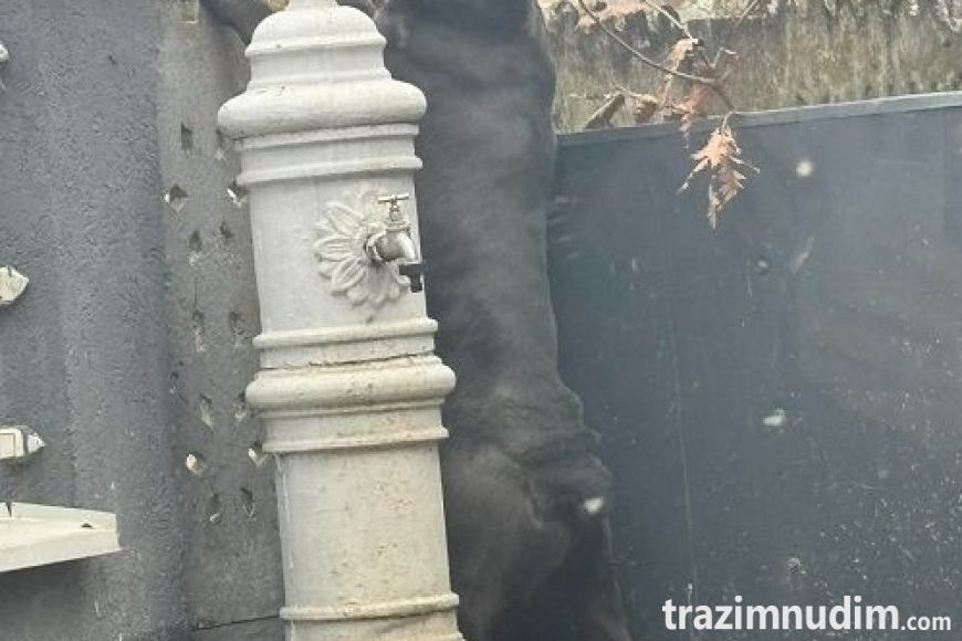 10 canecorsoZP0526