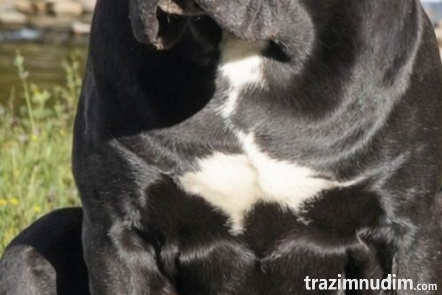 11 canecorsoZP0526