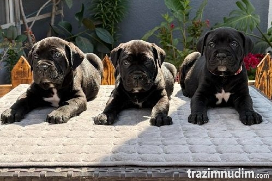 1 canecorsoZP0526