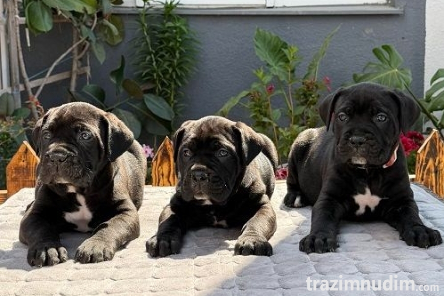 2 canecorsoZP0526