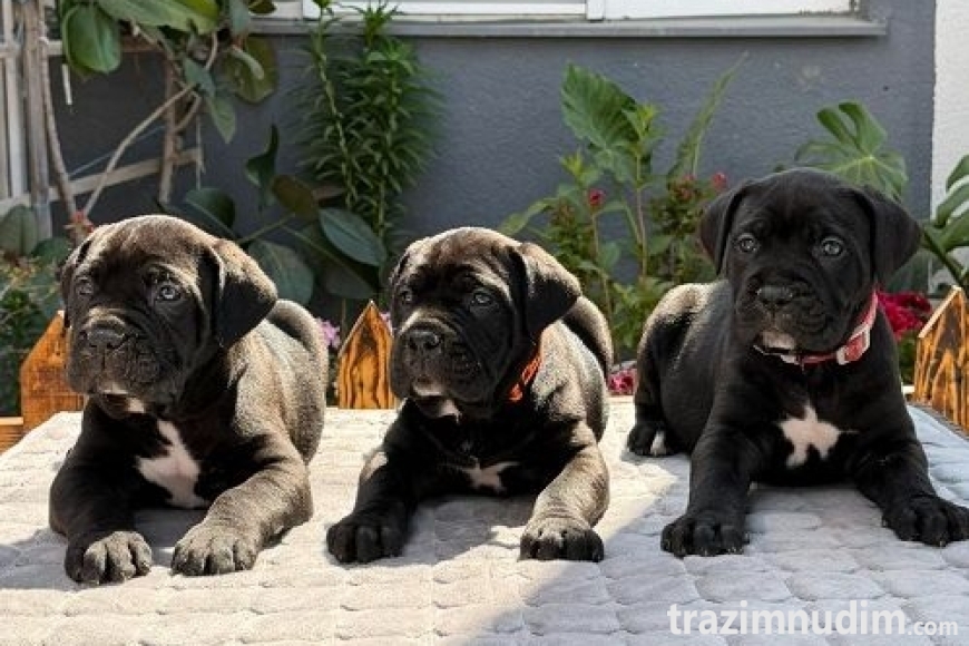 3 canecorsoZP0526