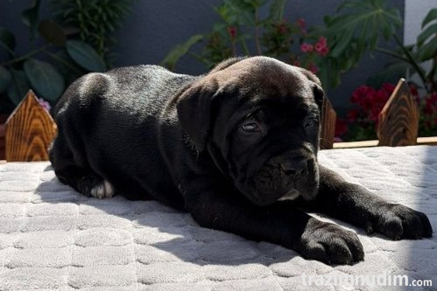 4 canecorsoZP0526