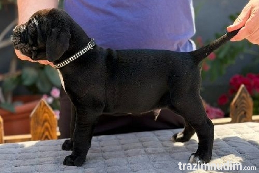 5 canecorsoZP0526