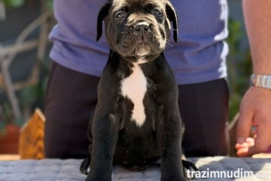 6 canecorsoZP0526