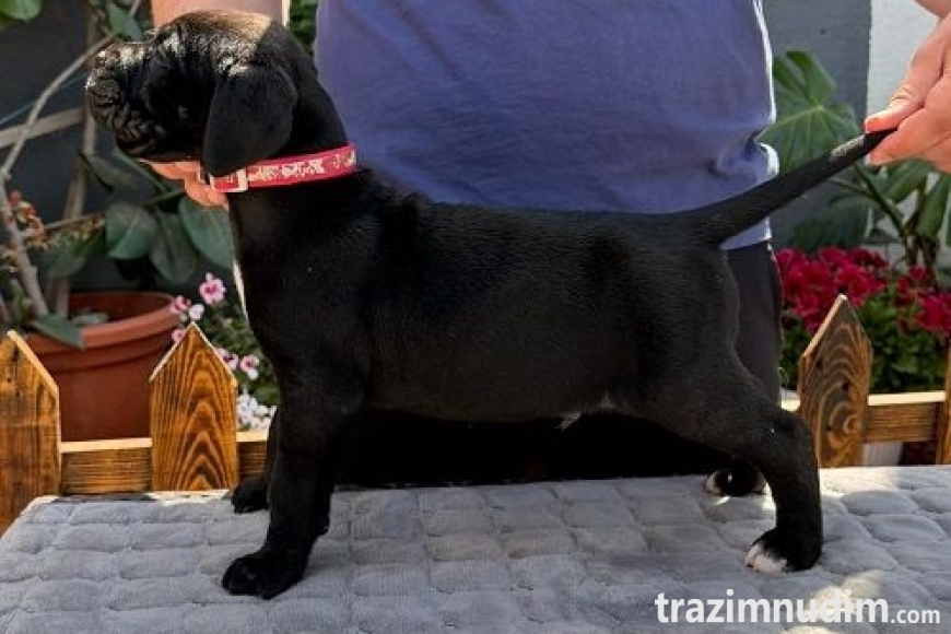 7 canecorsoZP0526