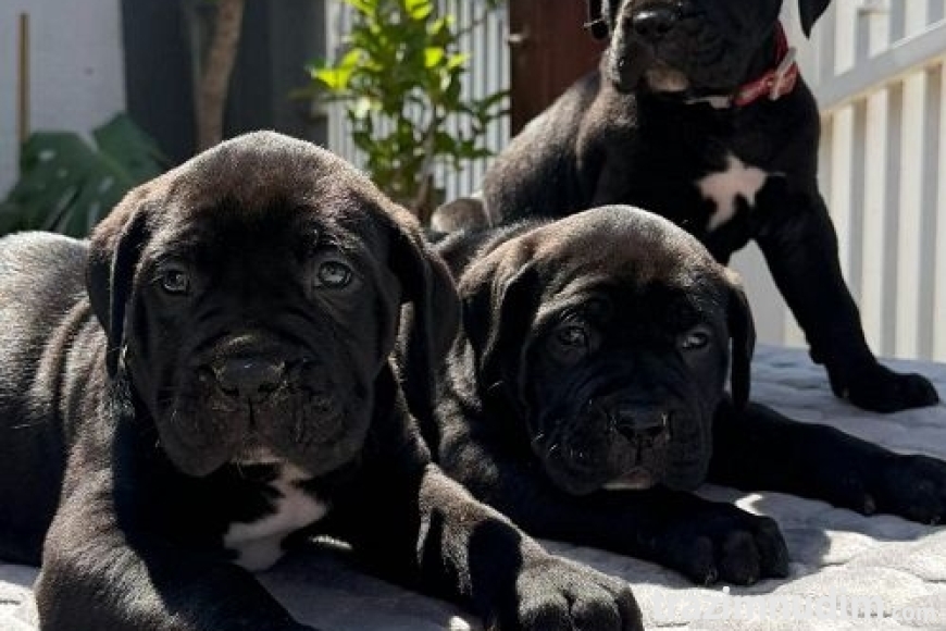 8 canecorsoZP0526