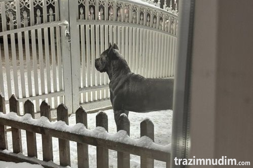 9 canecorsoZP0526