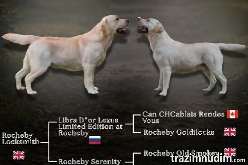 1 labradorD0526