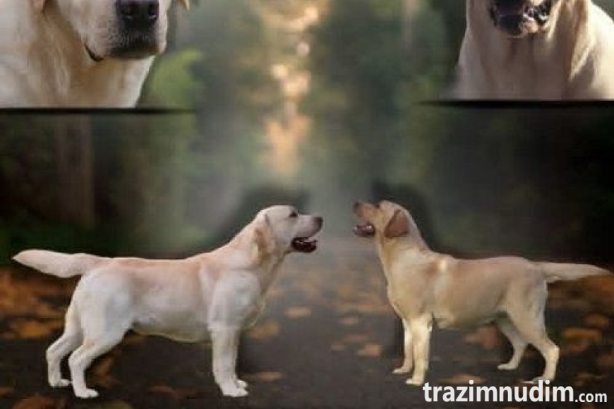 2 labradorD0526