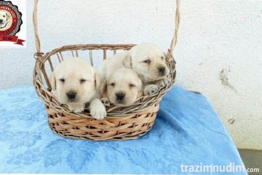 3 labradorD0526