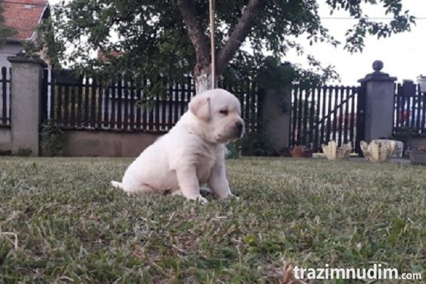5 labradorD0526