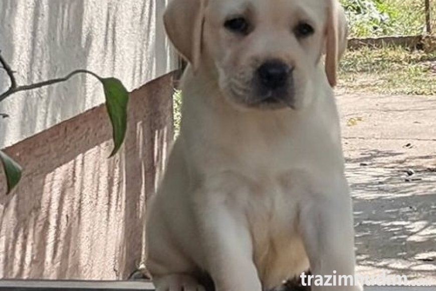 6 labradorD0526