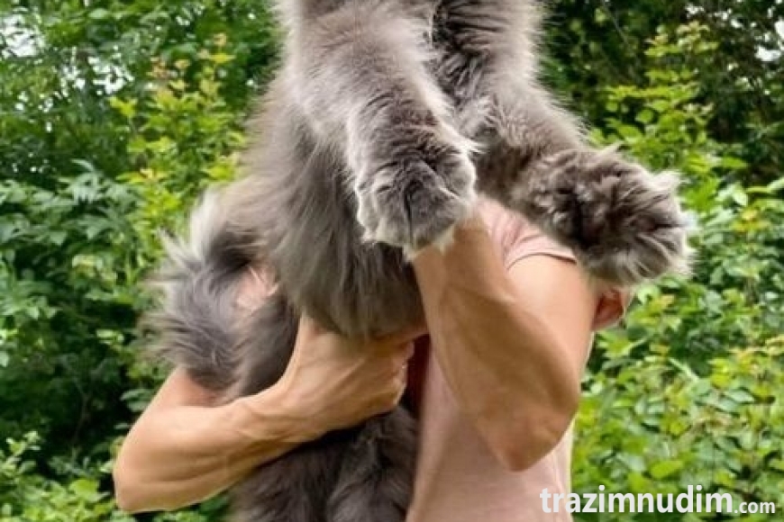 2mainecoonM0626