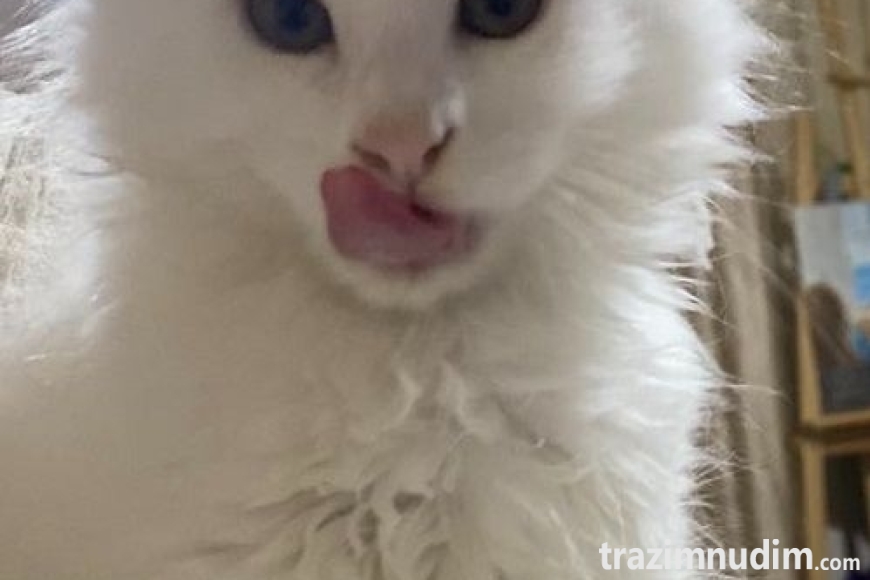 3mainecoonM0626