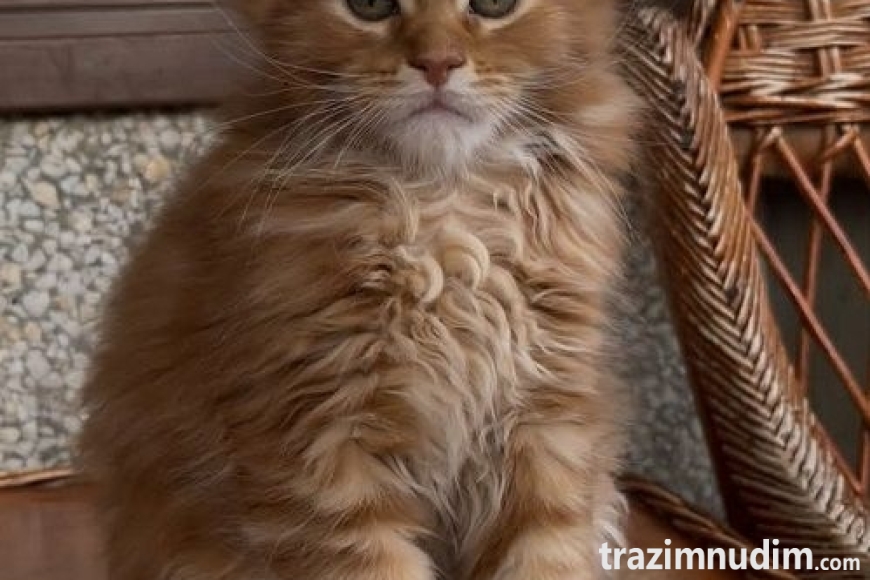 4mainecoonM0626