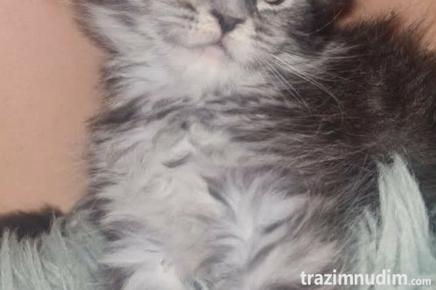 5mainecoonM0626