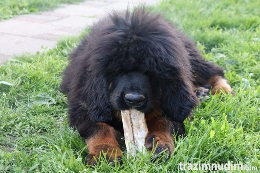 1a tibetskimastifM0626