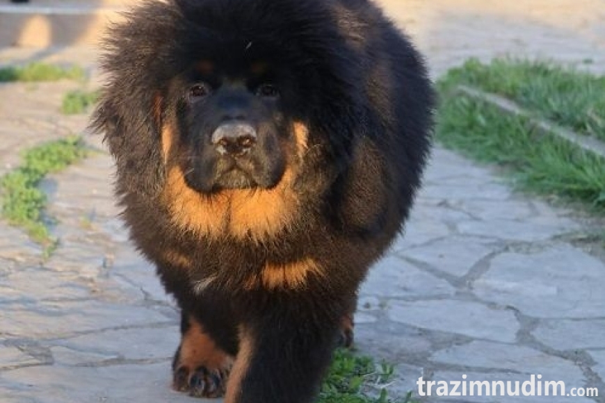 1b tibetskimastifM0626