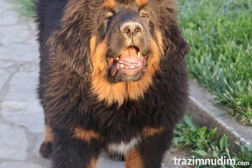 1c tibetskimastifM0626