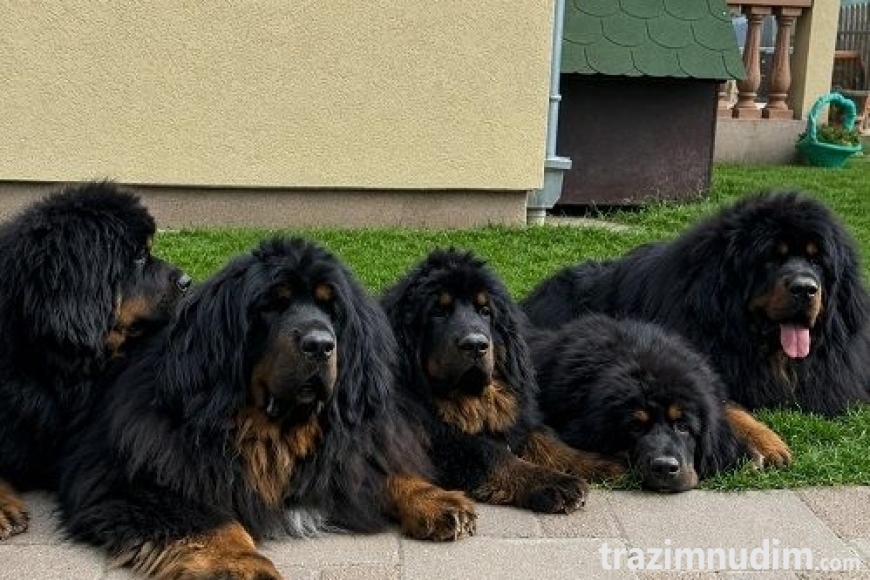 2 tibetskimastifM0626