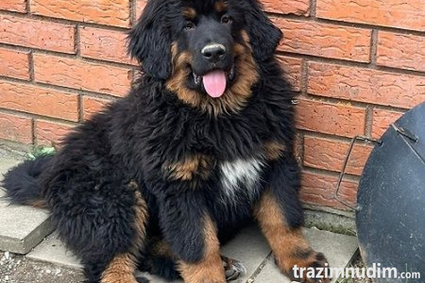 2c tibetskimastifM0626